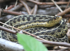 Common Garter Snake
